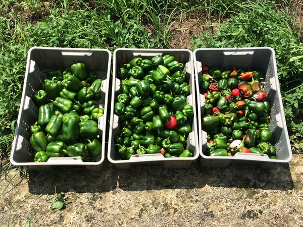 Peppers sorted into 3 baskets